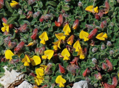 Hammatolobium lotoides