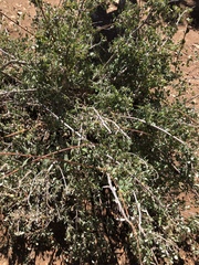 Ceanothus pauciflorus
