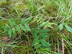 Hedysarum sulphurescens