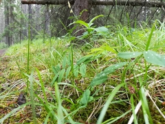 Hedysarum sulphurescens