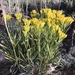 Rock Goldenrod - Photo no rights reserved, uploaded by Robb Hannawacker