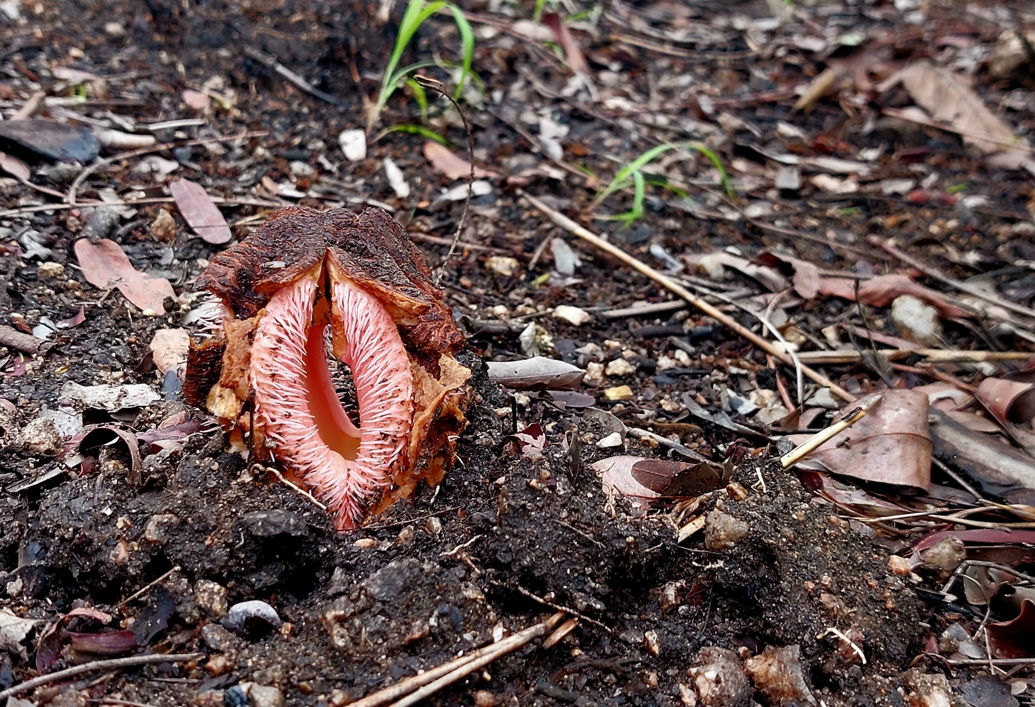 Imagem de Flor-cadáver