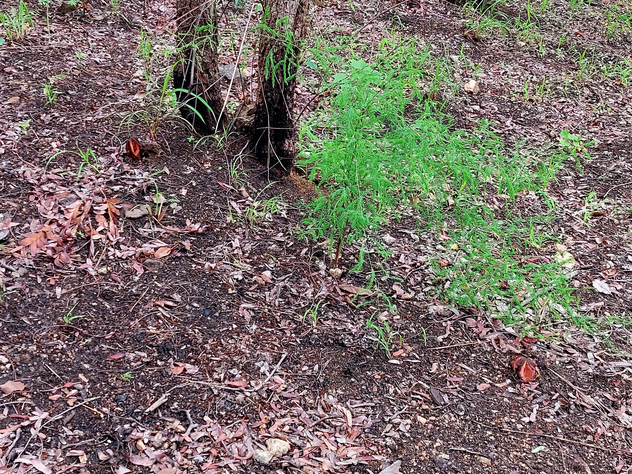 Imagem de Flor-cadáver