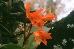 Guarianthe aurantiaca