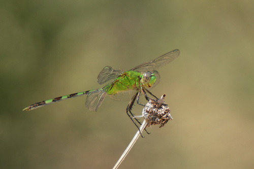 Great Pondhawk