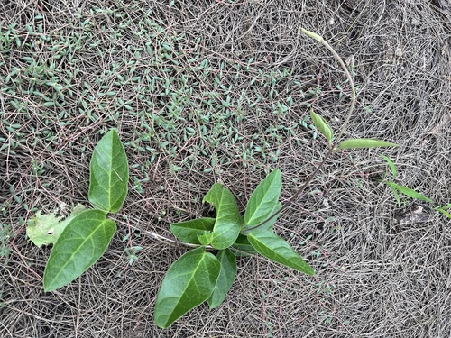Antamul (Vincetoxicum indicum)