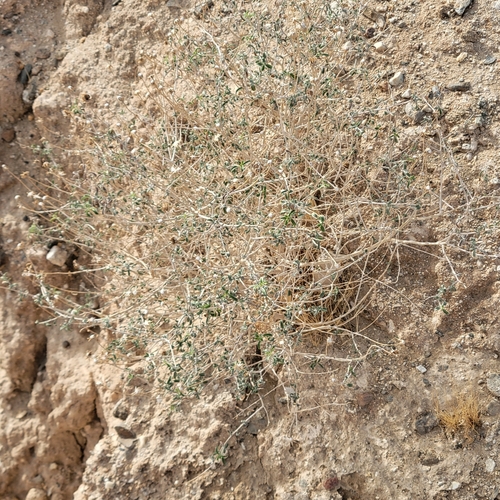 Image of Encelia frutescens by no rights reserved