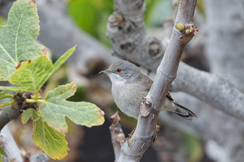 Sardinian Warbler (Curruca melanocephala), photo 5