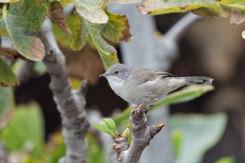 Fauvette mélanocéphale (Curruca melanocephala)