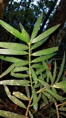 Podocarpus matudae