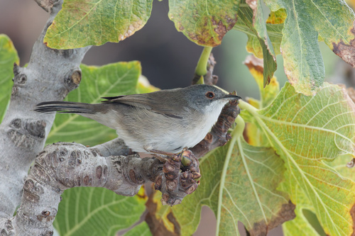 Foto de Sardinian Warbler