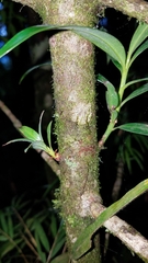 Podocarpus matudae