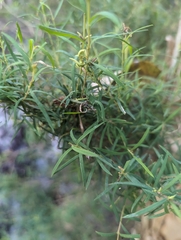 Melaleuca linariifolia