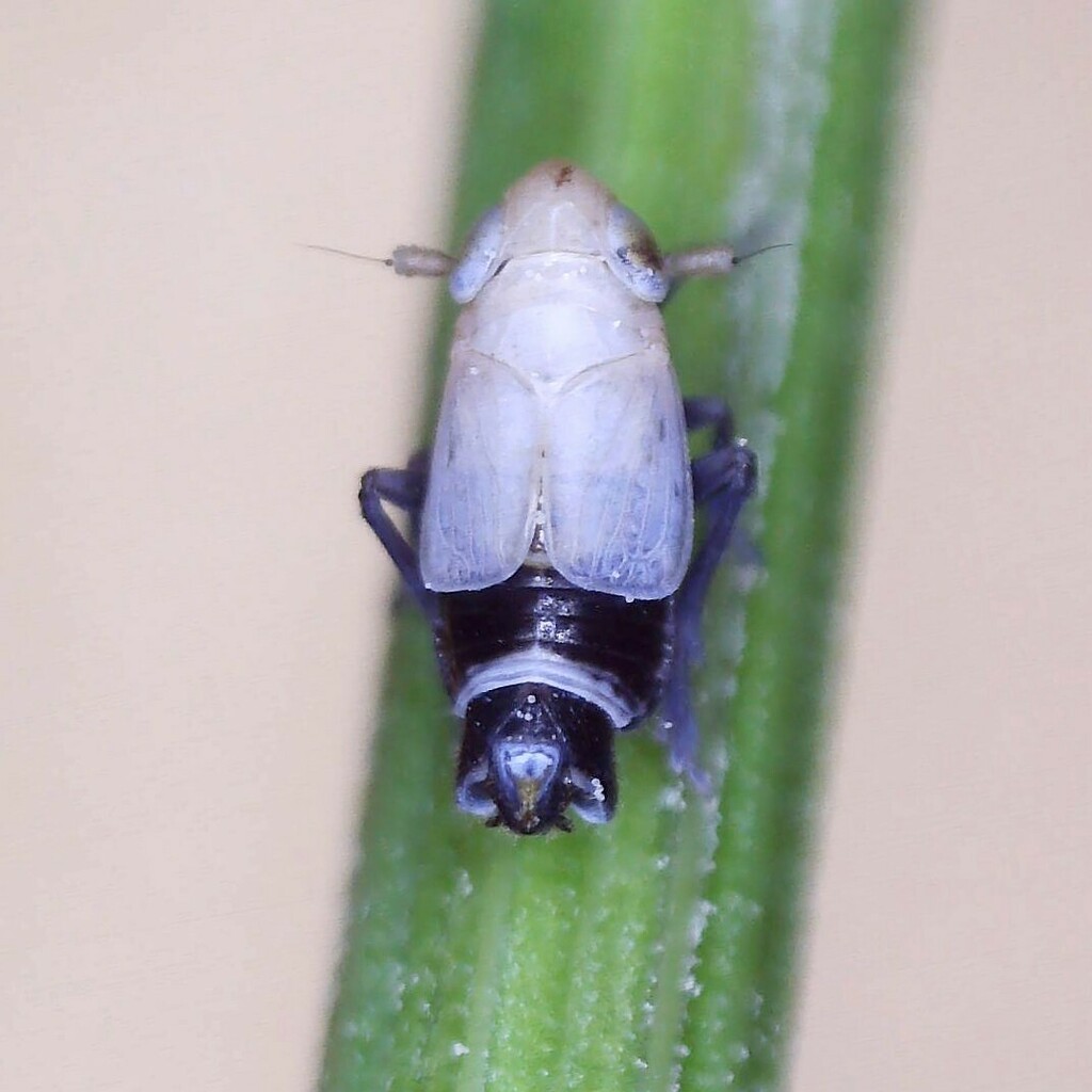 Delphacinus mesomela