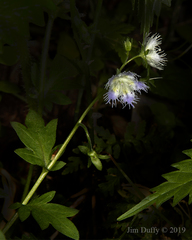Phacelia purshii