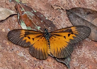 Acraea alciope