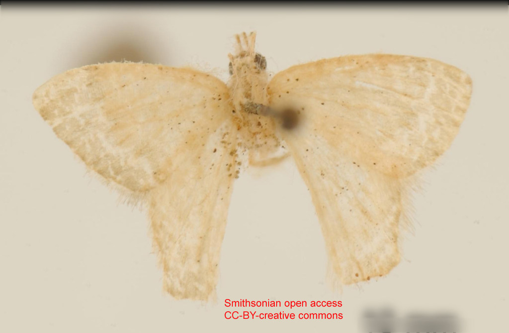 Synchlora delicatula