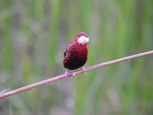 Bengali rouge