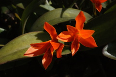 Guarianthe aurantiaca