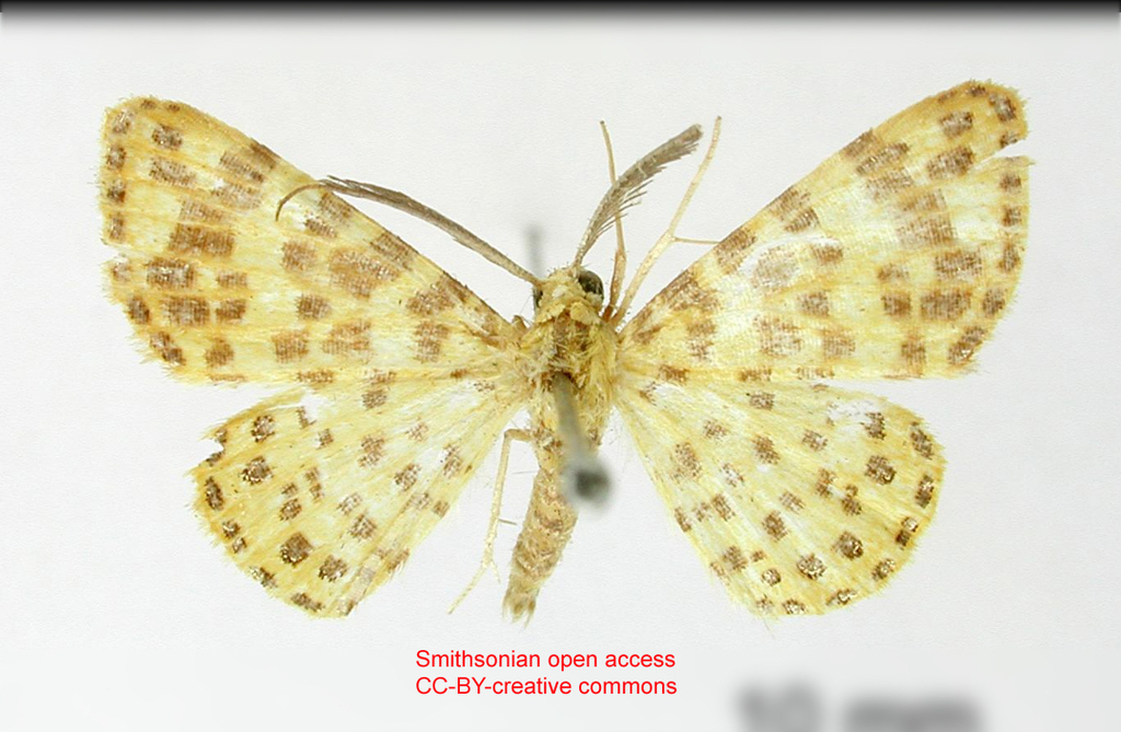 Aplogompha chotaria