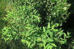 Apocynum cannabinum