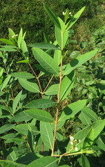 Apocynum cannabinum