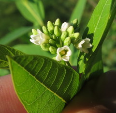 Apocynum cannabinum