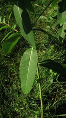 Apocynum cannabinum