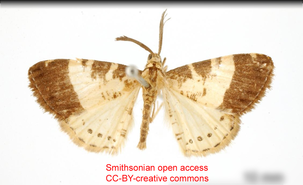 Aplogompha yerna