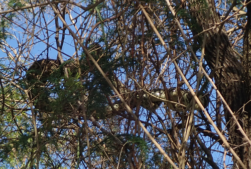 Coastal Carpet Python sighting