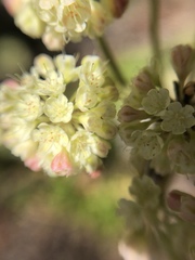 Eriogonum heracleoides