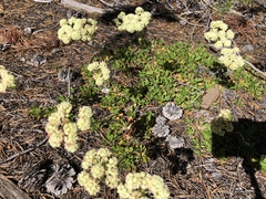 Eriogonum heracleoides