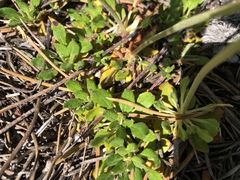 Eriogonum heracleoides