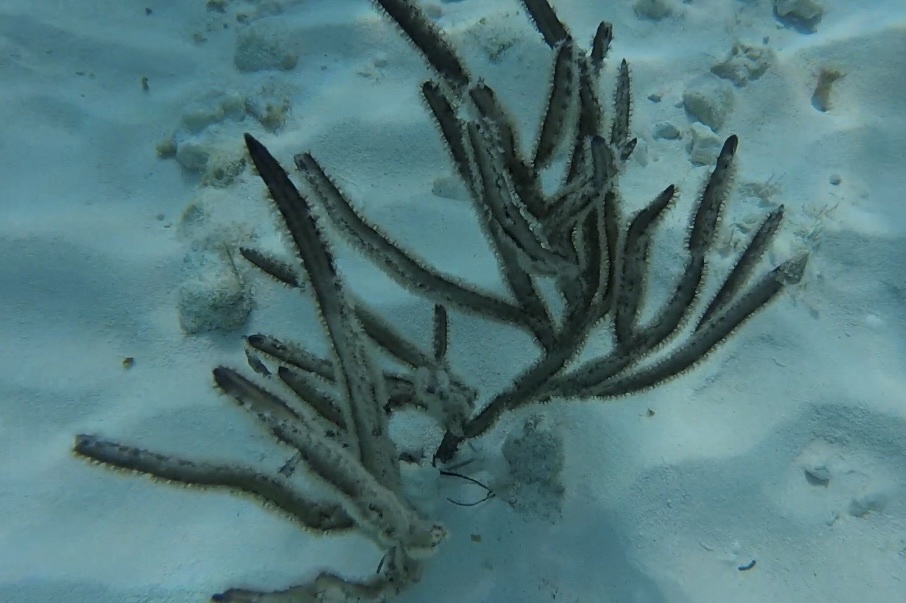 Pterogorgia anceps (Pallas, 1766)