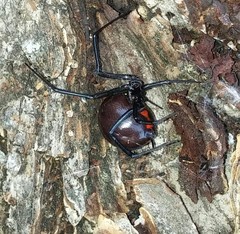 Latrodectus mactans