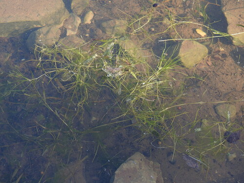 Image of Zannichellia palustris by (c) Yves Bas, some rights reserved (CC BY)
