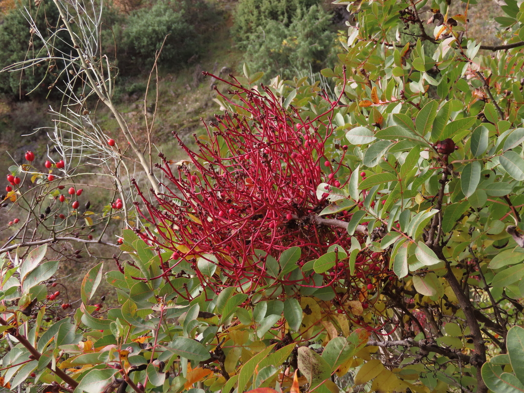 Aceria pistaciae