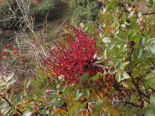 Aceria pistaciae
