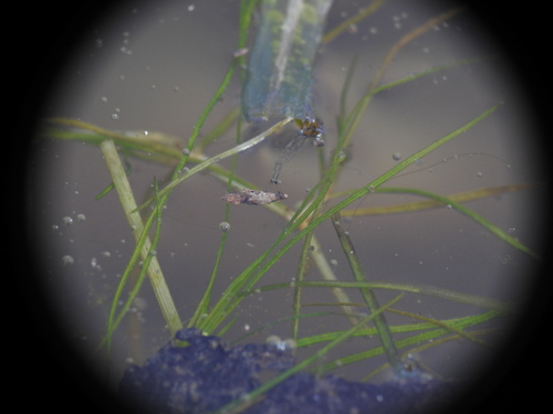 Image of Zannichellia palustris by (c) Yves Bas, some rights reserved (CC BY)
