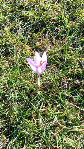 Intermediate Crocus (Crocus ligusticus)