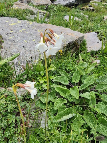 Primula munroi, 2023-08-31
