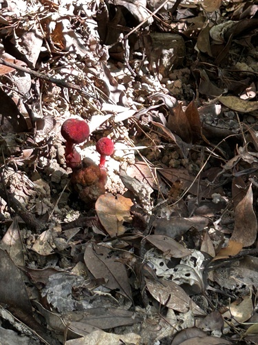 Image of Balanophora harlandii by no rights reserved