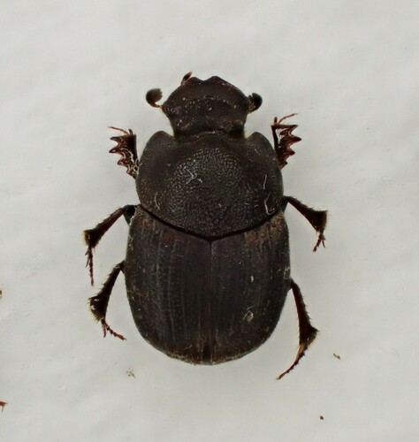 Caccobius nikkoensis · iNaturalist