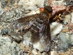 Chrysanthrax vanus