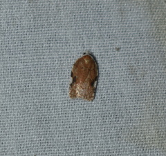 Acleris cervinana