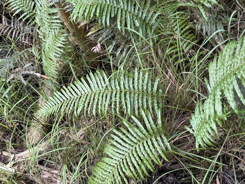 Image of Telmatoblechnum indicum by (c) Caleb Catto, some rights reserved (CC BY)