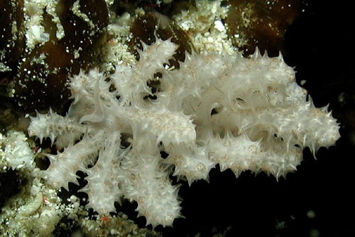 Phyllodesmium koehleri Burghardt, Schrödl & Wägele, 2008