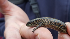 Abronia monticola