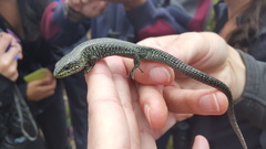Abronia monticola