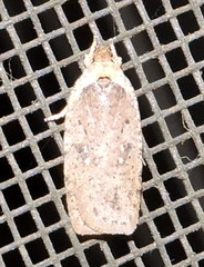 Agonopterix clemensella
